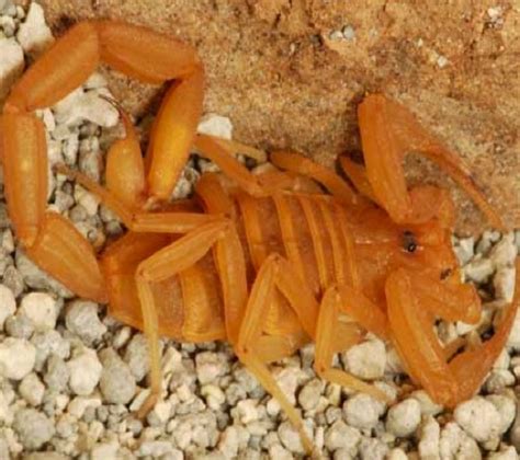 Arizona Bark Scorpion Scorpion Pest Control In Phoenix