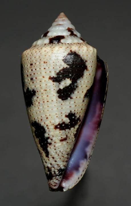 Conus Generalis Conidae Specimen Sea Shell Picture Ts101053 Philippines