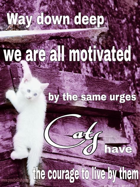 Five Fabulous Quotes for Cat Lovers | Pawbellish