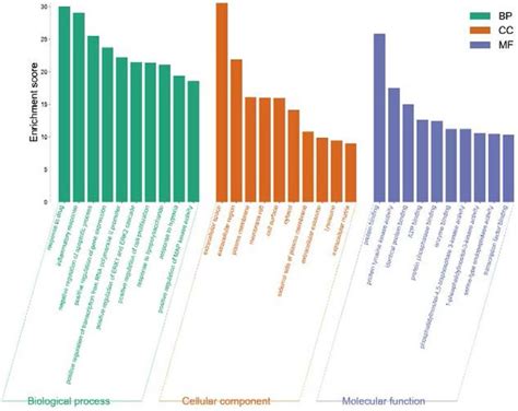 The Top Go Enrichment Analysis Of Dhjsd Targets In The Oa Dhjsd