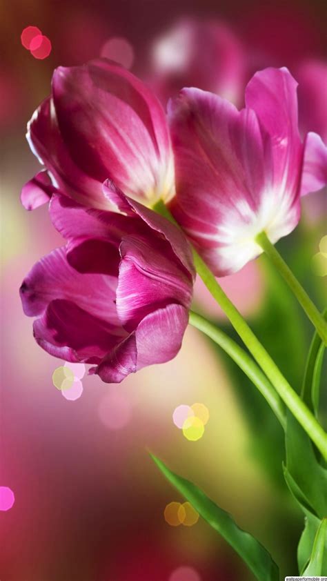 Beauty Of Flowers Wallpapers - Wallpaper Cave