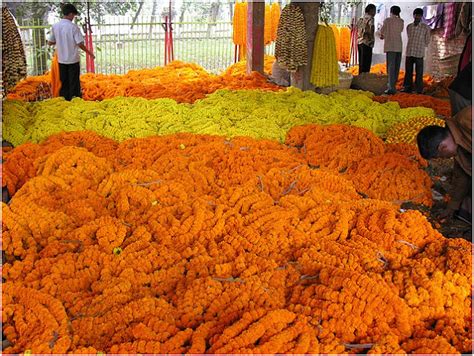 We Love Our Bangladesh Marigold Flower Or Gadagenda Ful Is A Common