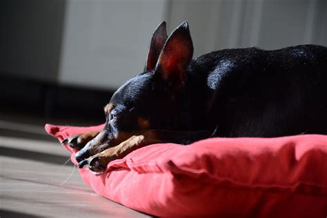 Maneras De Mantener Viva La Memoria De Tu Amado Pinscher Miniatura