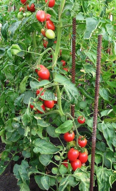 Томат Кустанайская пипочка: описание сорта, отзывы, фото, урожайность ...