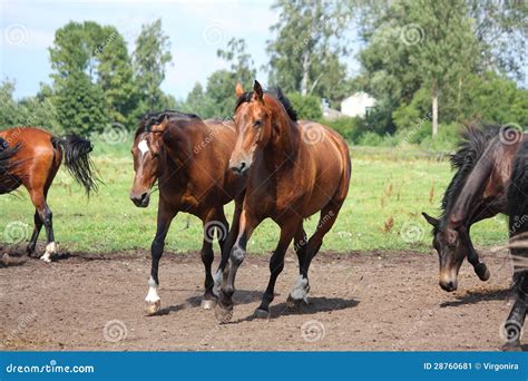 Horse Herd Running Free at the Field Stock Image - Image of horse ...