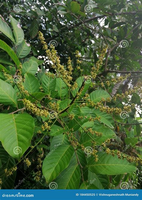 Natural Beautiful Rambutan Tree Fruits Flowers Stock Image - Image of ...