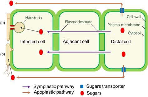 Schematic Illustration Of Two Sugars Trafficking Pathways In Plants In Download Scientific