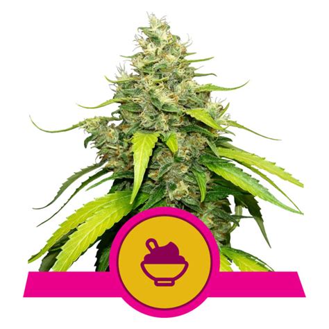 Blue Gelato Premium Hemp Seeds Best Feminized Seeds Seed Bank Usa