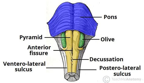 The Brainstem - TeachMeAnatomy