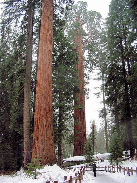 Sequoiadendron Giganteum Sequoia Gigantea Giant Sequoia Giant