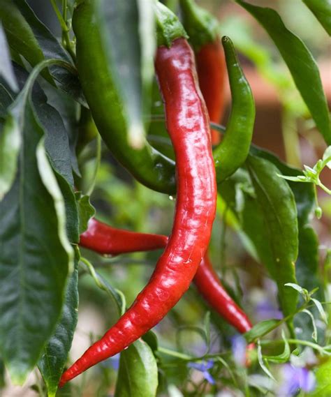 Types of chili peppers: the 10 best varieties to grow | Homes & Gardens