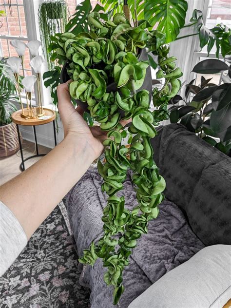 Hoya Carnosa Compacta Rope Plant 27 By Brittany Goldwyn Live Creatively