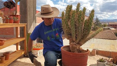 C Mo Plantar Cactus Espinoso Austrocylindropuntia Subulata Sustrato