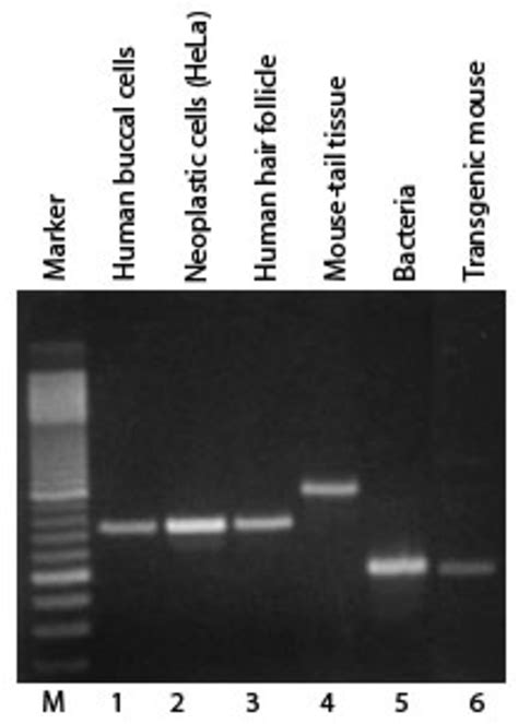 DNA RNA Extraction Purification LubioScience