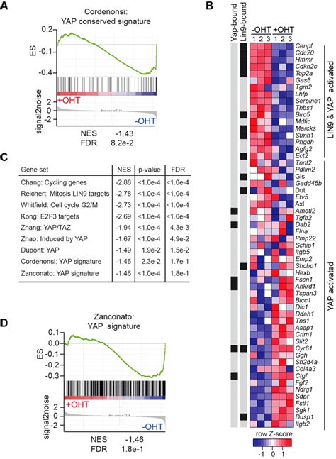 Lin Dependent Genes Overlap With Several Yap Regulated Gene