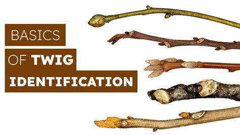 How To Identify Trees By Their Twigs YouTube