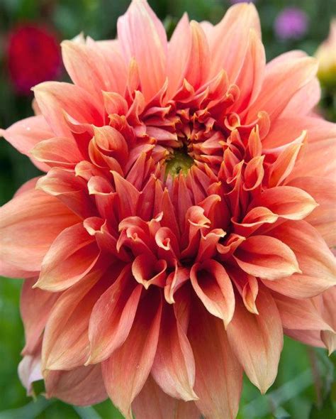 Dahlia Fairway Spur Peter Nyssen Bloembollen En Planten Online