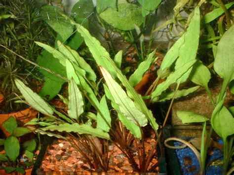 Cryptocoryne Beckettii ‘petchii Acuario Adictos