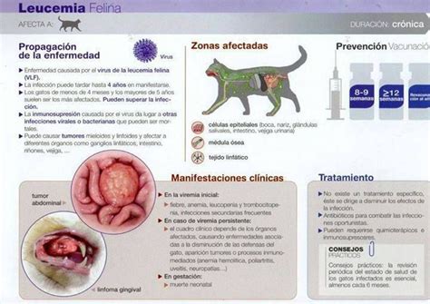 Cual Es La Enfermedad Del Gato Arcon