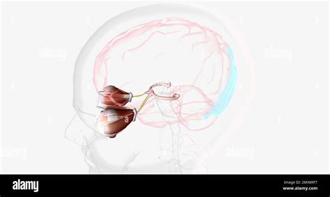 Strabismic Amblyopia, Visual Pathway with Eye Movement 3D rendering Stock Photo - Alamy