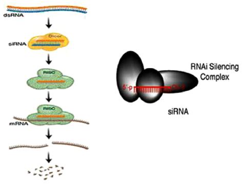 The Rna Interference Process And The Biochemical Machinery Involved