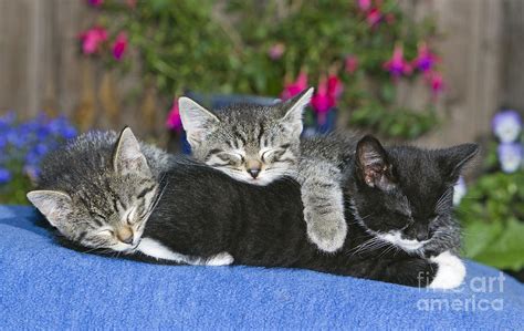 Three Sleeping Kittens Photograph By Duncan Usher Fine Art America