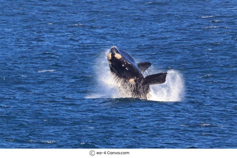 Whale-watching in Antarctica