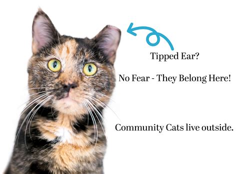Community Cat TNR Services: Protecting Local Feline Populations 20
