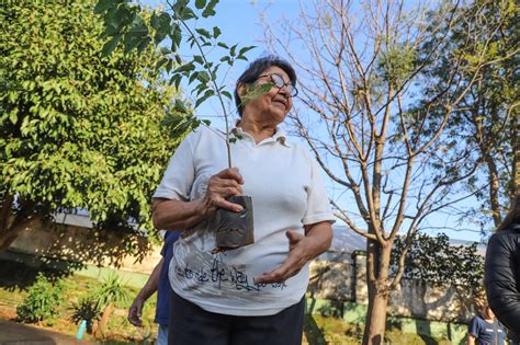 Celebramos El D A Nacional Del Rbol Con Entrega Gratuita De Plantines