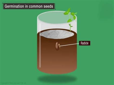 How does temperature affect seed germination?