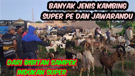 Pasar Kambing Pringsewu Lampung Youtube