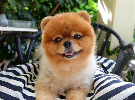 25 Awesome Pomeranian Haircuts to Try Today (With Pictures) – Dogster