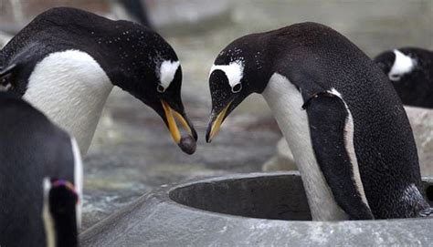 Penguins Actually Propose Heres A Fact That Will Make You Appreciate