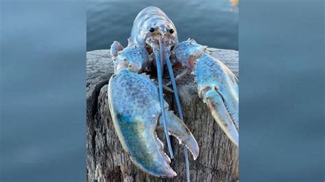 Rare ‘cotton candy lobster’ caught in Maine - WTOP News