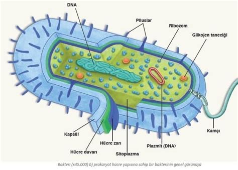 1 prokaryot bir hücrenin bakteri hücresi şeklini çizerek üzerinde