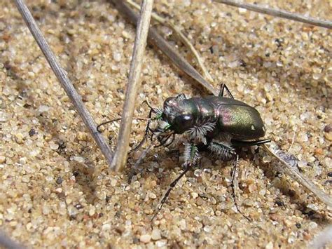 A Festive Tiger Beetle Birthday Beetles In The Bush