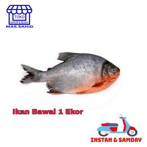 Jual Ikan Bawal Tawar 1 Kg Shopee Indonesia