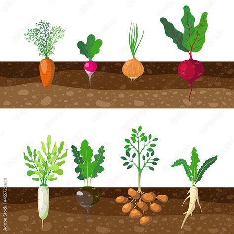 Set of different rooted vegetables growing underground. Cartoon vector ...