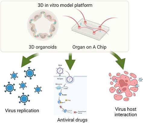 Frontiers Editorial 3d Organoid And Organ On A Chip And Their