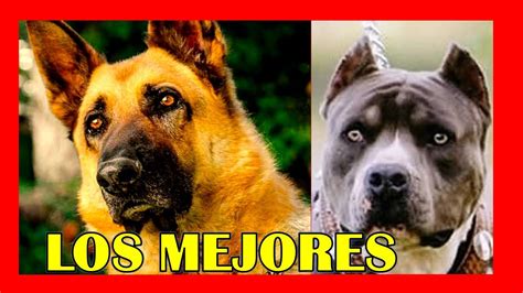 Los 7 Mejores Perros Guardianes Youtube