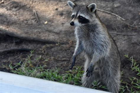 Louisiana Wildlife Photos Airboat Adventures New Orleans Swamp Tour