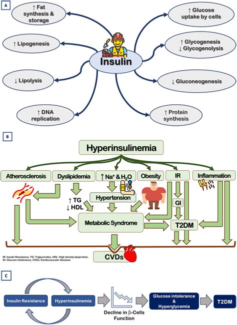 The Role Of Insulin And The Detrimental Effect Of The Development Of Ir