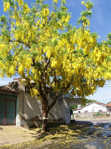 Chuva De Ouro Rvore Bel Ssima Que Desponta Infloresc Ncias Em