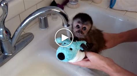 Baby Monkey Takes A Bath Underneath A Kitchen Faucet