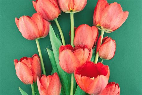 Boeket Van Rode Tulpen Op Een Groene Achtergrond Enkel Geregend Stock