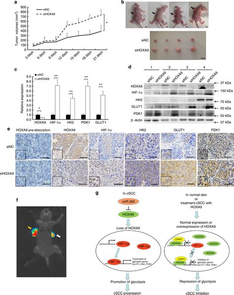 Loss Of HOXA9 Leads To Enhanced Glycolysis And Tumor Growth In Vivo