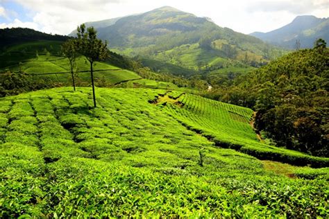 Munnar Travel Guide Travel Information