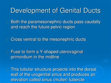 Ppt Development Of Female Genital System Powerpoint Presentation