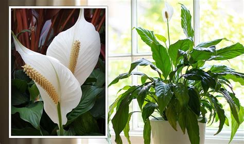 Houseplants Best Conditions For A Healthy Peace Lily Uk