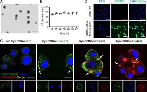 Intravesical Delivery Of KDM6A MRNA Via Mucoadhesive Nanoparticles